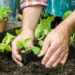 Farmer planting young seedlings of lettuce salad in the vegetable garden