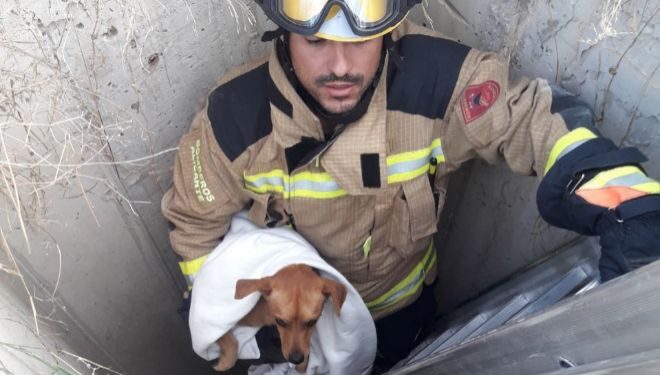 PC y Bomberos de Piedras Negras ‘le entran’ al rescate animal