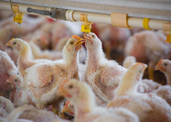 Exhorta Agricultura a avicultores a no bajar la guardia para mantener al país libre de influenza aviar de alta patogenicidad AH5N1