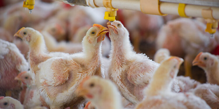 Exhorta Agricultura a avicultores a no bajar la guardia para mantener al país libre de influenza aviar de alta patogenicidad AH5N1
