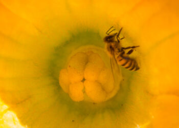 Promueve Agricultura mejoramiento genético de abejas para mitigar la “africanización”