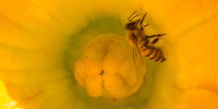 Promueve Agricultura mejoramiento genético de abejas para mitigar la “africanización”