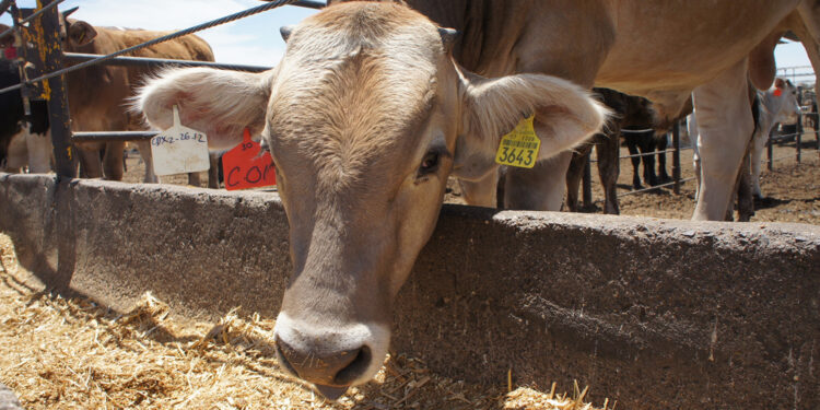 Buscan México y Belice ampliar protocolo sanitario para importación segura de reses certificadas