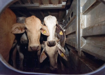 Adopta Agricultura medidas para prevenir influenza aviar en bovinos