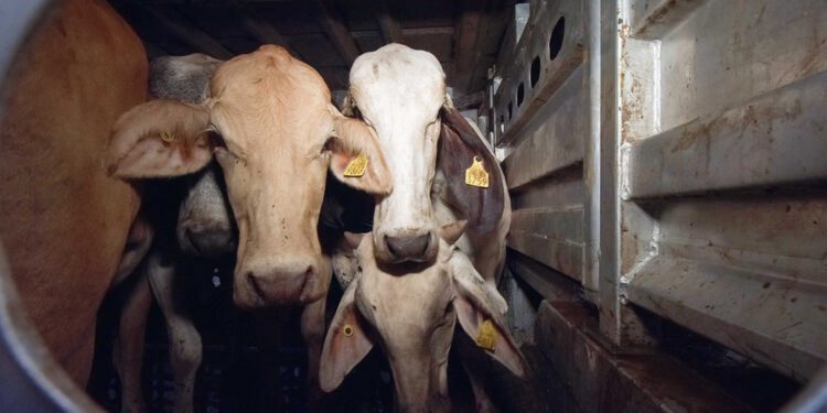 Adopta Agricultura medidas para prevenir influenza aviar en bovinos