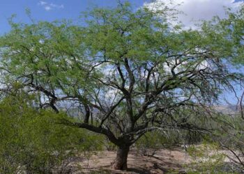 Arrasar con árboles nativos es llevarlos a la extinción: Ambientalista