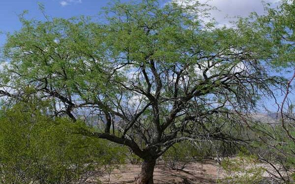 Arrasar con árboles nativos es llevarlos a la extinción: Ambientalista