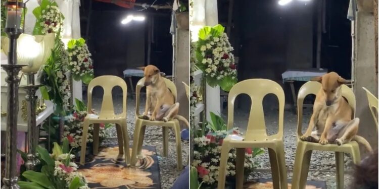 Lomito se queda dormido en funeral tras velar a su dueña