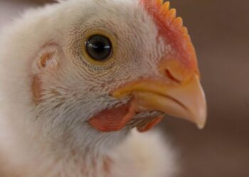 Declara Agricultura a México libre de influenza aviar de alta patogenicidad AH5N2 (Video)