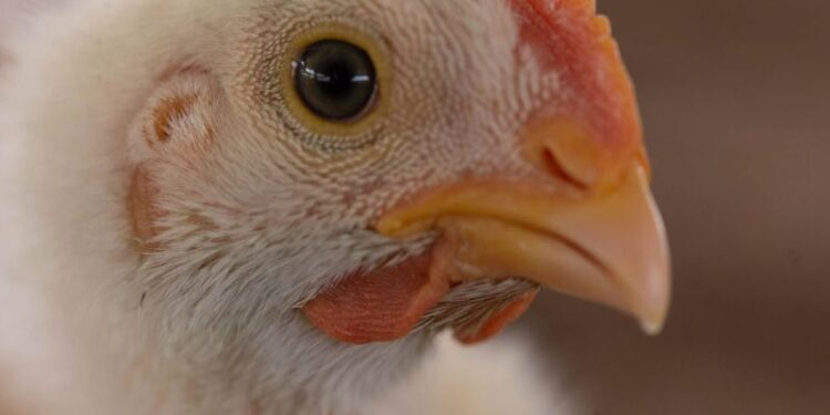 Declara Agricultura a México libre de influenza aviar de alta patogenicidad AH5N2 (Video)