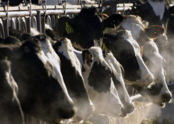 La Gripe aviar se propaga a miles de animales de granja en EU.