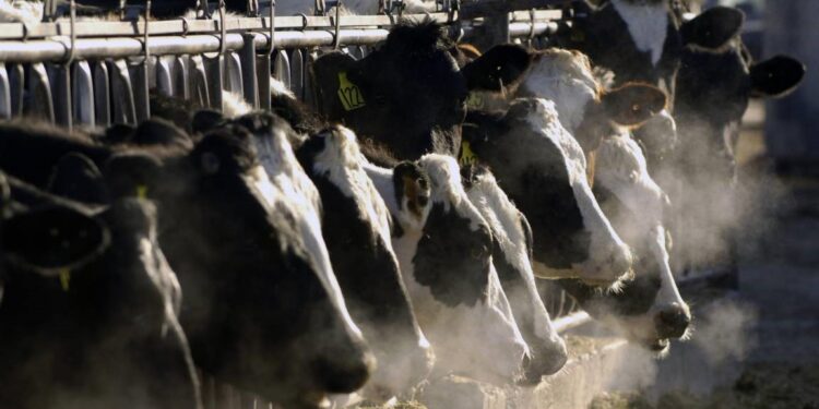 La Gripe aviar se propaga a miles de animales de granja en EU.