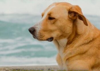 «Vaguito», el perro actor de cine se reunirá con sus fans (Video)