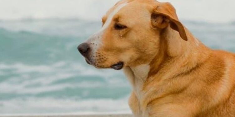 «Vaguito», el perro actor de cine se reunirá con sus fans (Video)