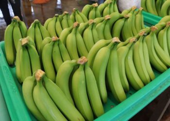 Estados Unidos, Japón y Canadá, principales consumidores del plátano mexicano (Video)