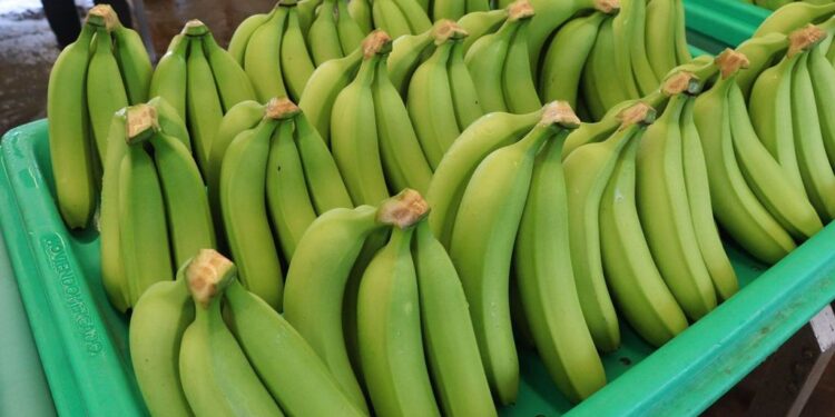 Estados Unidos, Japón y Canadá, principales consumidores del plátano mexicano (Video)