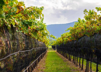 Aumentan exportaciones de uva mexicana en cinco años