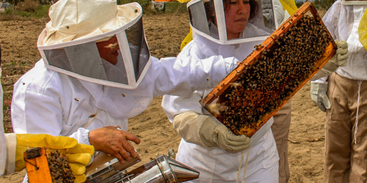 Presenta Agricultura protocolo para reducir accidentes por picaduras y conservar población de abejas melíferas