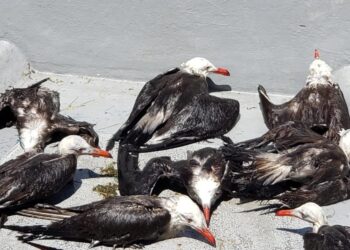 BARCOS DE SARDINA MATAN AVES MARINAS PROTEGIDAS SIN QUE SEMARNAT LO IMPIDA: AZCARM
