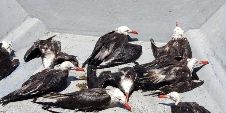 BARCOS DE SARDINA MATAN AVES MARINAS PROTEGIDAS SIN QUE SEMARNAT LO IMPIDA: AZCARM