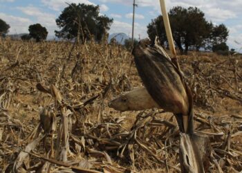 ENCIENDE SEQUÍA FOCOS ROJOS PARA LA PRODUCCIÓN DE ALIMENTOS: UMFFAAC