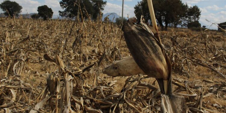 ENCIENDE SEQUÍA FOCOS ROJOS PARA LA PRODUCCIÓN DE ALIMENTOS: UMFFAAC
