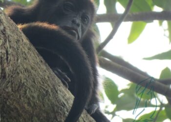 URGE PLAN DE EMERGENCIA EN TABASCO Y CHIAPAS PARA PONER ORDEN EN LA ZONA Y NO PONER EN RIESGO LA VIDA DE LA POBLACIÓN Y CONTENER LA MUERTE DE MÁS PRIMATES