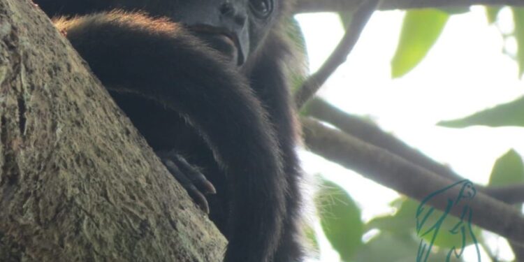 URGE PLAN DE EMERGENCIA EN TABASCO Y CHIAPAS PARA PONER ORDEN EN LA ZONA Y NO PONER EN RIESGO LA VIDA DE LA POBLACIÓN Y CONTENER LA MUERTE DE MÁS PRIMATES