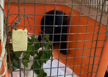 INSTITUCIONES ZOOLÓGICAS DE LA AZCARM NO DESCARTAN QUE LA MUERTE DE PRIMATES EN TABASCO Y CHIAPAS PUEDA DEBERSE A OTROS FACTORES QUE SE AGUDIZAN CON LAS OLAS DE CALOR