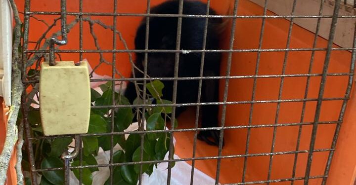 INSTITUCIONES ZOOLÓGICAS DE LA AZCARM NO DESCARTAN QUE LA MUERTE DE PRIMATES EN TABASCO Y CHIAPAS PUEDA DEBERSE A OTROS FACTORES QUE SE AGUDIZAN CON LAS OLAS DE CALOR