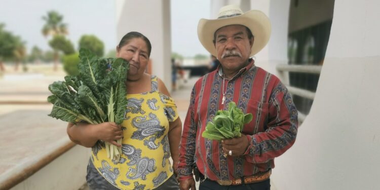 Logran buena cosecha de acelga en huerto municipal