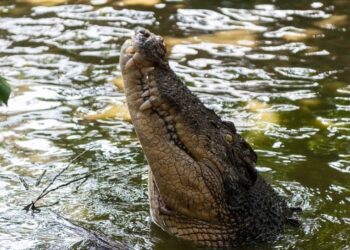 Mujer arroja a su hijo discapacitado a un canal con cocodrilos