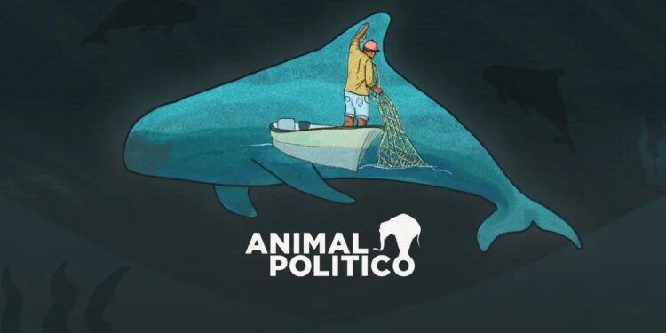 Vaquita marina: gobierno de AMLO abandonó desde 2021 proyecto esencial para su conservación