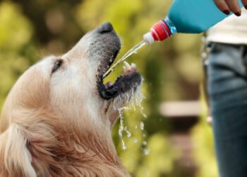 Agua fresca y sombra para las mascotas en temporada de calor