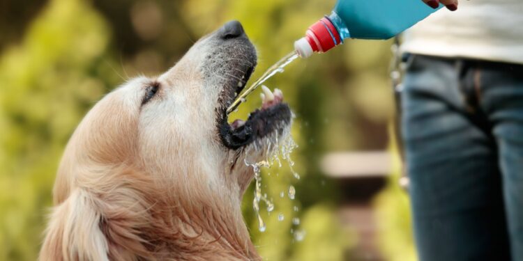 Agua fresca y sombra para las mascotas en temporada de calor