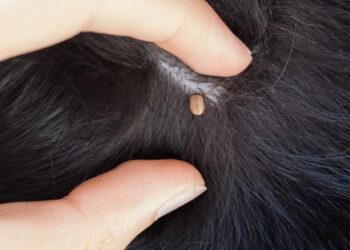 Llama veterinario a prevenir enfermedades provocadas por picadura de garrapatas