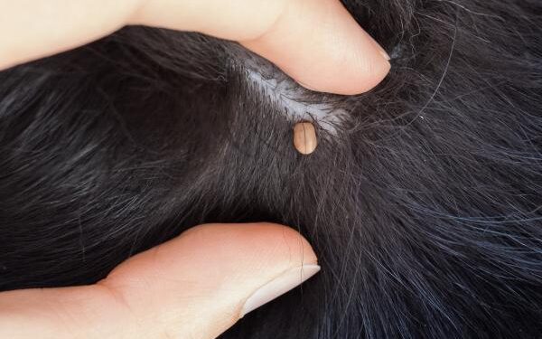 Llama veterinario a prevenir enfermedades provocadas por picadura de garrapatas