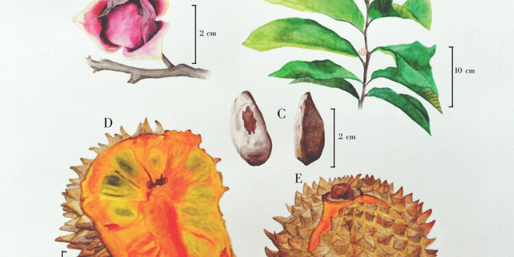 Estudia Chapingo frutos para desarrollar biopesticidas y biocombustibles