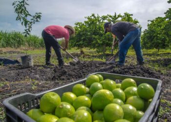 Mayores exportaciones impulsan superávit de 3,930 mdd en la balanza agroalimentaria de enero-abril 2024