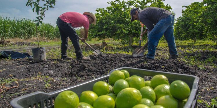 Mayores exportaciones impulsan superávit de 3,930 mdd en la balanza agroalimentaria de enero-abril 2024