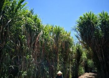 Amplía Agricultura investigación científica en control de erosión del suelo, prevención de desertificación y desarrollo de forraje para ganado y biocombustible