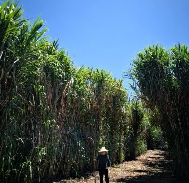 Amplía Agricultura investigación científica en control de erosión del suelo, prevención de desertificación y desarrollo de forraje para ganado y biocombustible