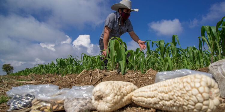 Emprende Agricultura acciones para la preservación y producción de las 64 razas de maíces nativos de México