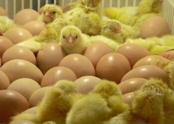 El consumo de carne de pollo y huevo es seguro