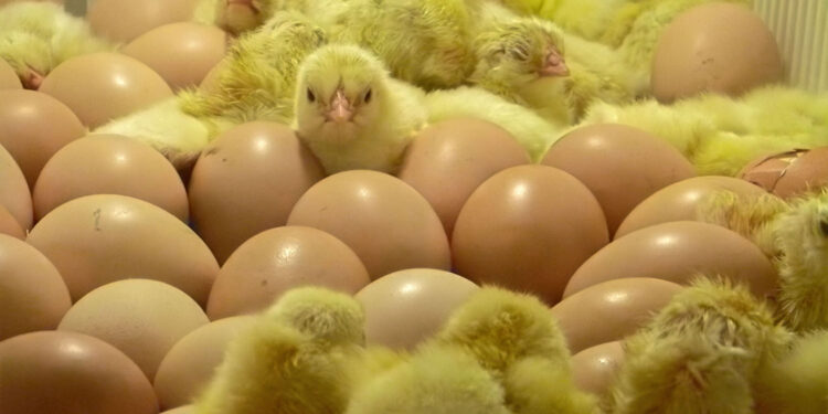 El consumo de carne de pollo y huevo es seguro