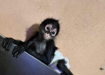 OPERA RED DE TRÁFICO DE CRÍAS DE MONOS ARAÑA DESDE EL SURESTE HASTA EL NORTE DEL PAÍS: AZCARM