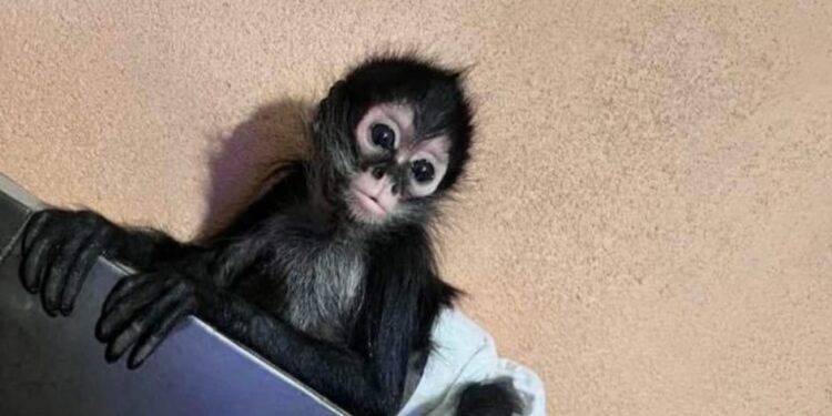 OPERA RED DE TRÁFICO DE CRÍAS DE MONOS ARAÑA DESDE EL SURESTE HASTA EL NORTE DEL PAÍS: AZCARM