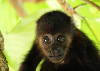 NSTALA AZCARM CAMPAMENTO PERMANENTE EN COMALCALCO, TABASCO, PARA ATENDER LA MUERTE MASIVA DE MONOS SARAGUATOS QUE SIGUE EN AUMENTO