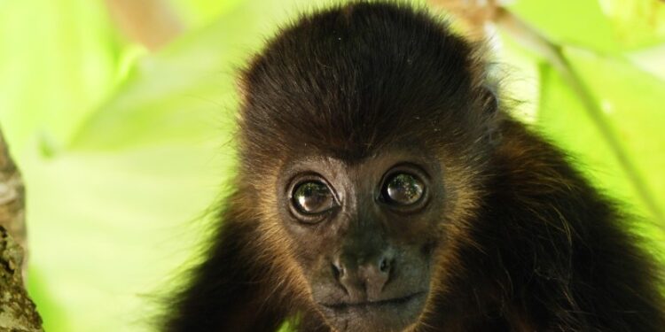 NSTALA AZCARM CAMPAMENTO PERMANENTE EN COMALCALCO, TABASCO, PARA ATENDER LA MUERTE MASIVA DE MONOS SARAGUATOS QUE SIGUE EN AUMENTO