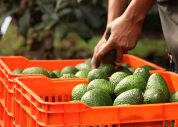 Propone Agricultura inspección mexicana para exportaciones de aguacate y mango a EU